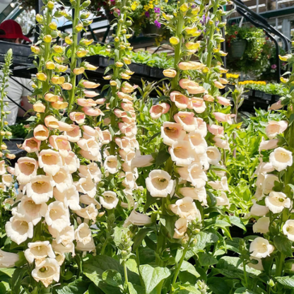 Peach Foxglove plant