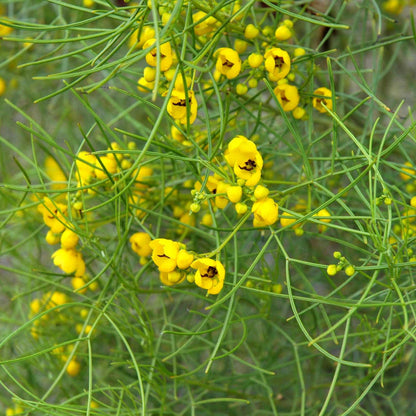 Feathery Cassia plant