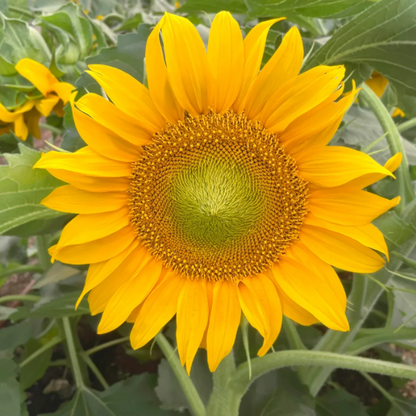 Dwarf Sunspot Sunflower plant