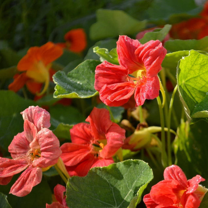 Rose Jewel Nasturtium plant