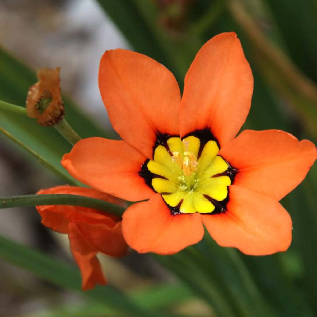 Orange Sparaxis Tricolor plant