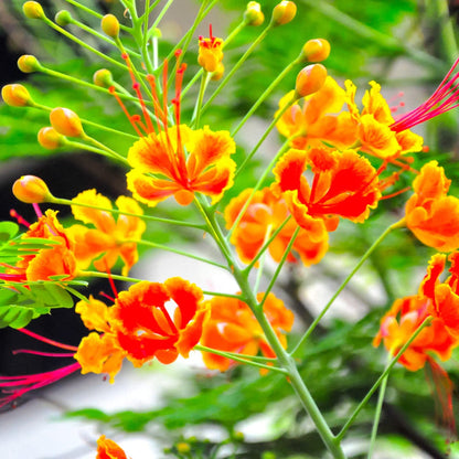 Dwarf Poinciana Peacock plant