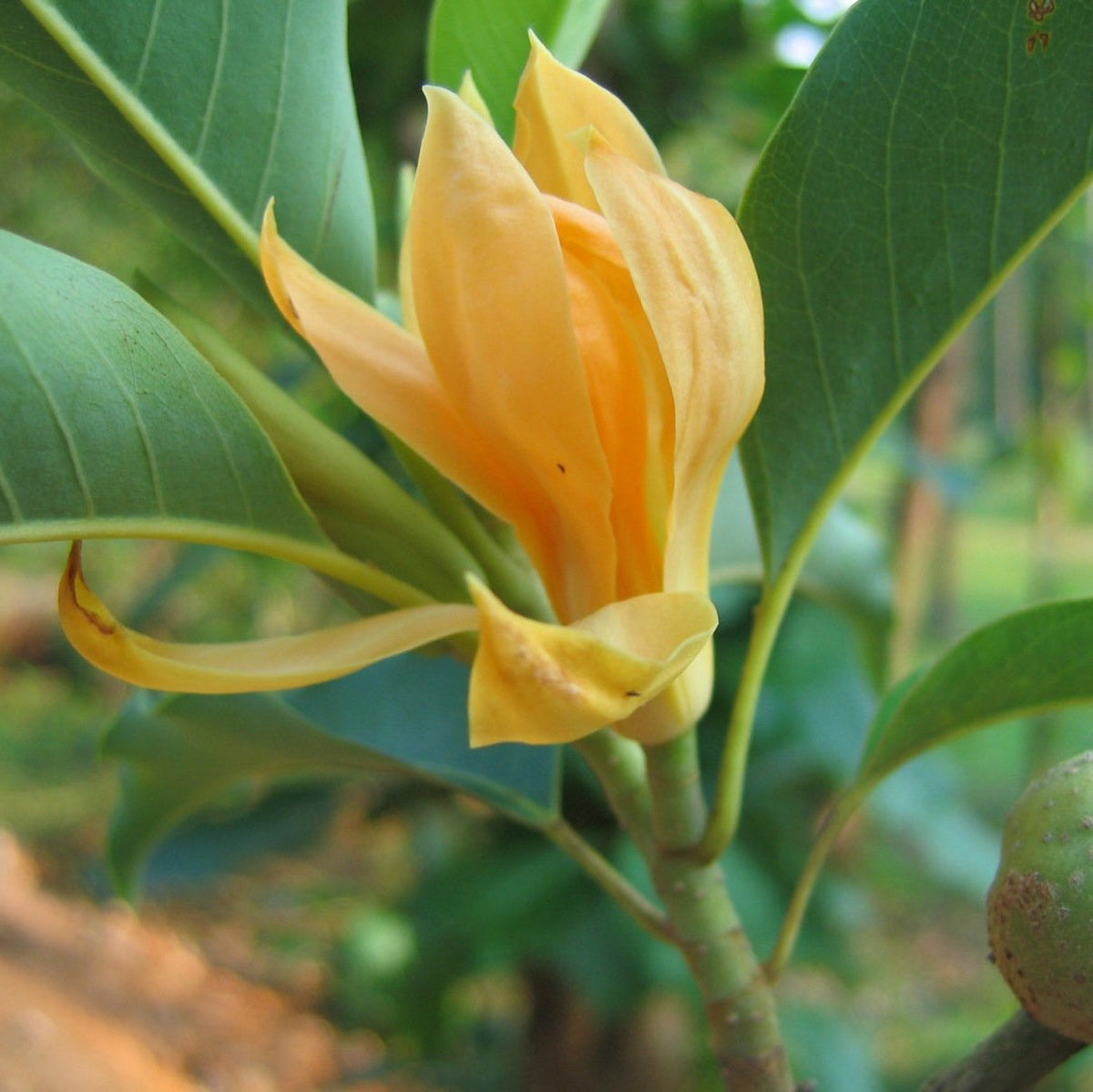 Champaca Magnolia plant
