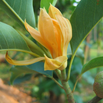 Champaca Magnolia plant