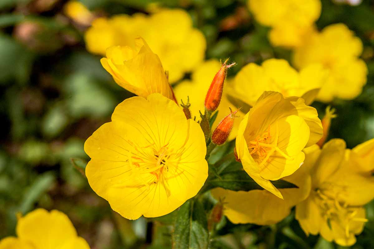 Common Evening Primrose plant