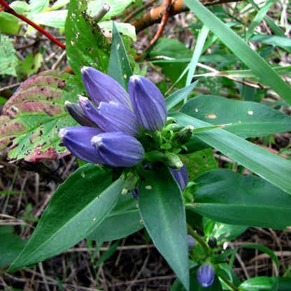 Bottle Gentian plant