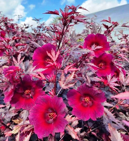 Cranberry Hibiscus plant