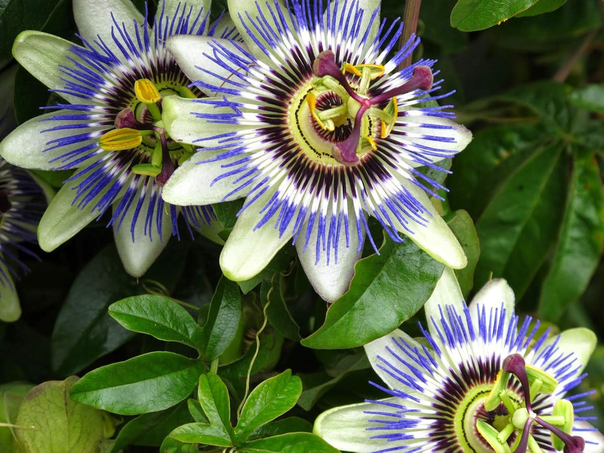 Passion Passiflora Incarnata plant
