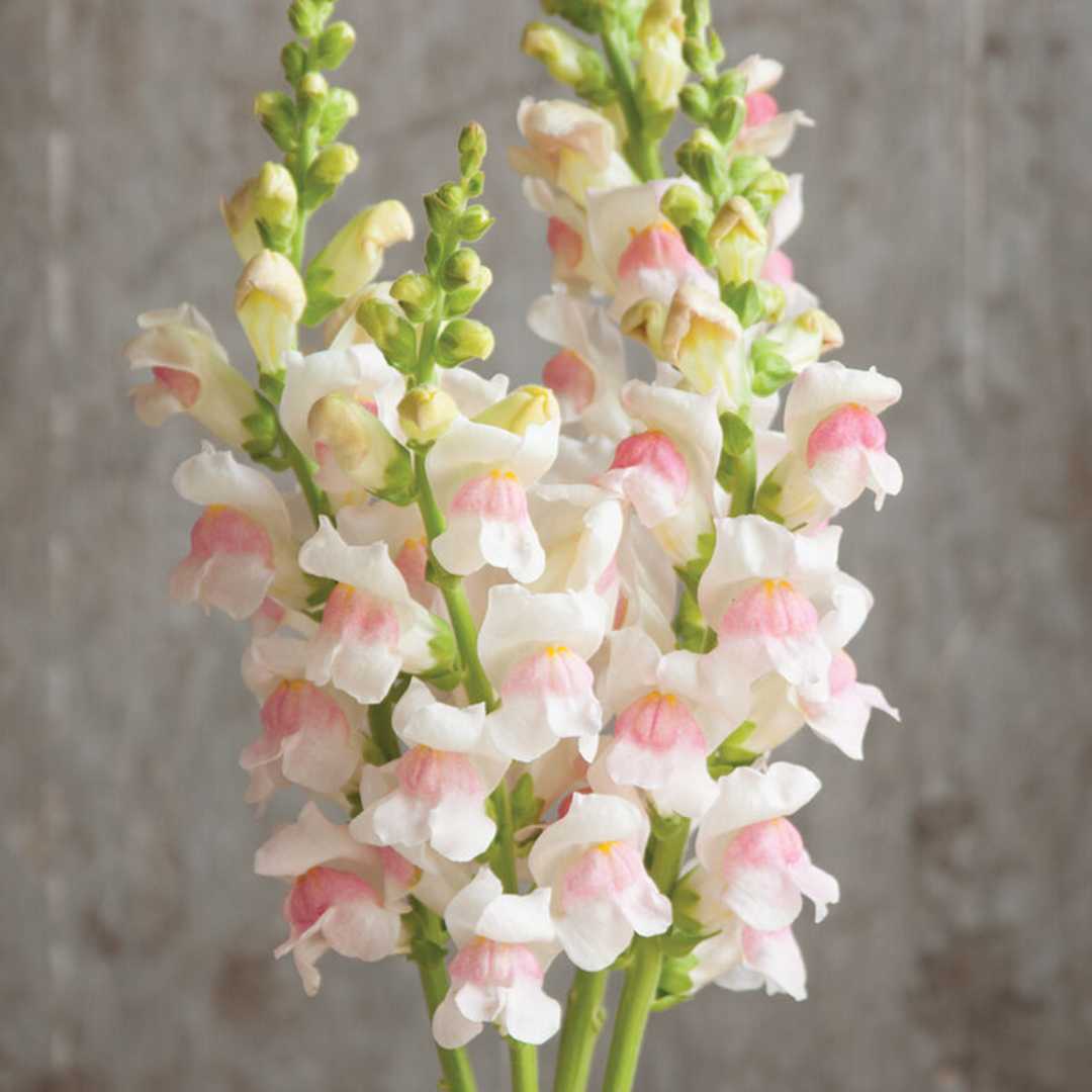 Appleblossom Snapdragon plant