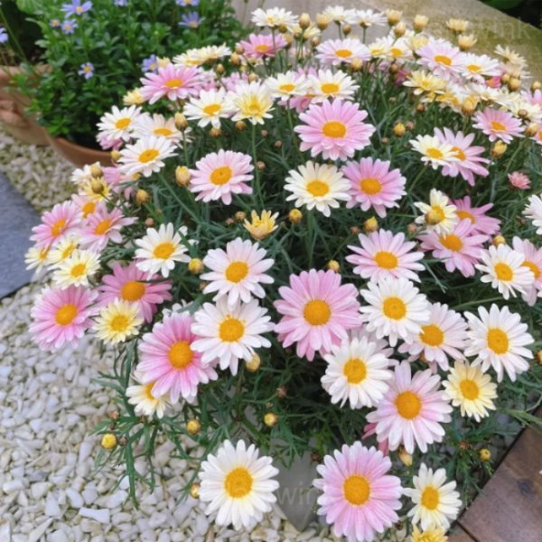 Pyrethrum Daisy plant