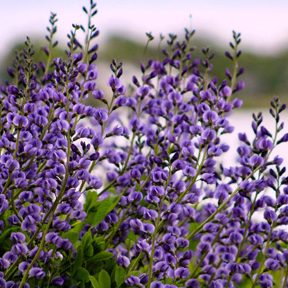 Blue Wild Indigo plant