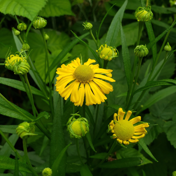 Autumnale Helenium plant