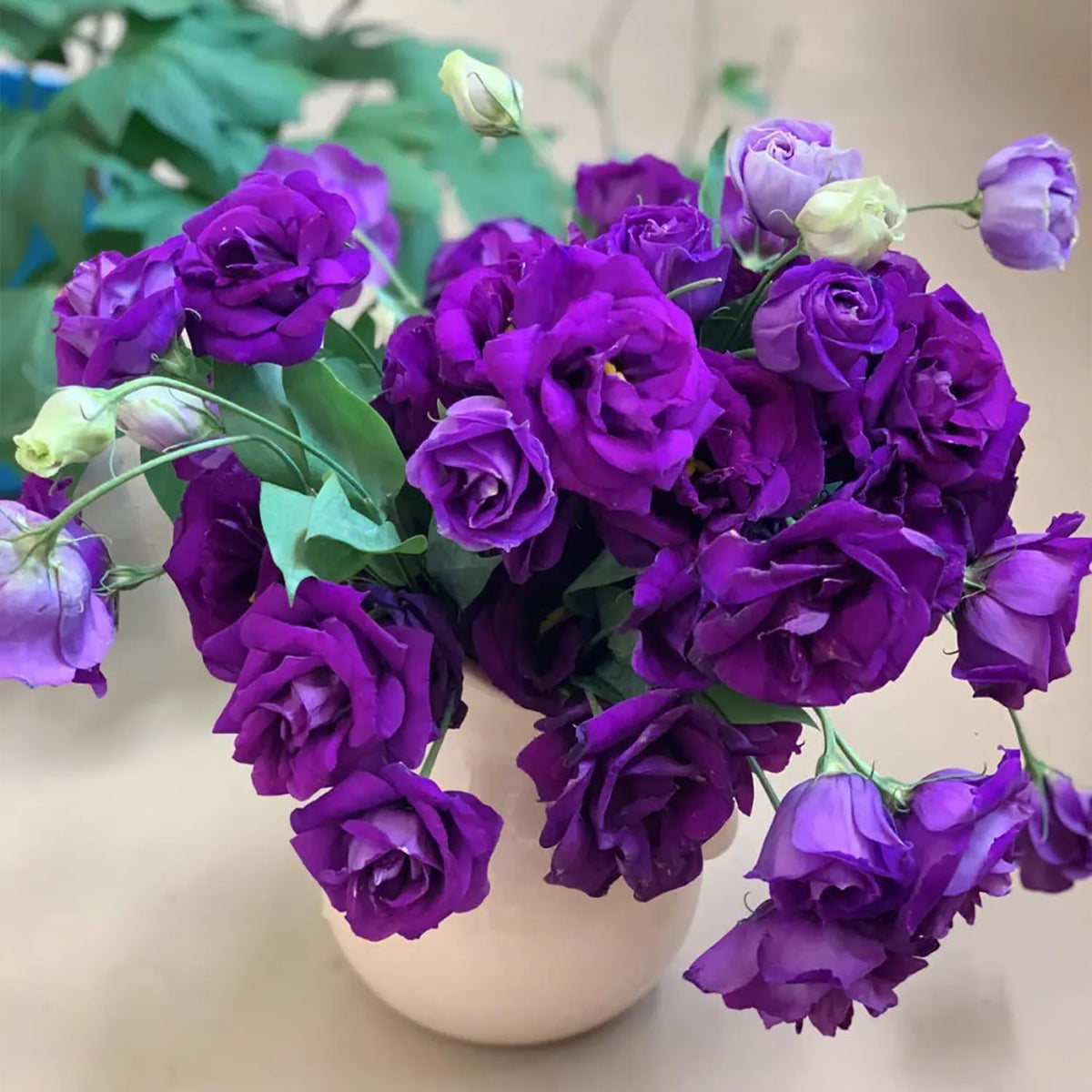 Purple Lisianthus plant