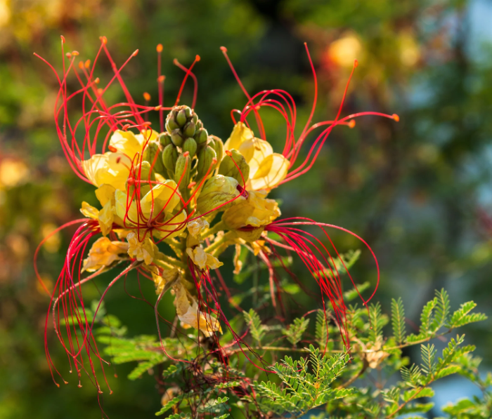 Bird of Paradise plant