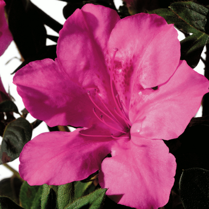 Autumn Royalty Azalea plant