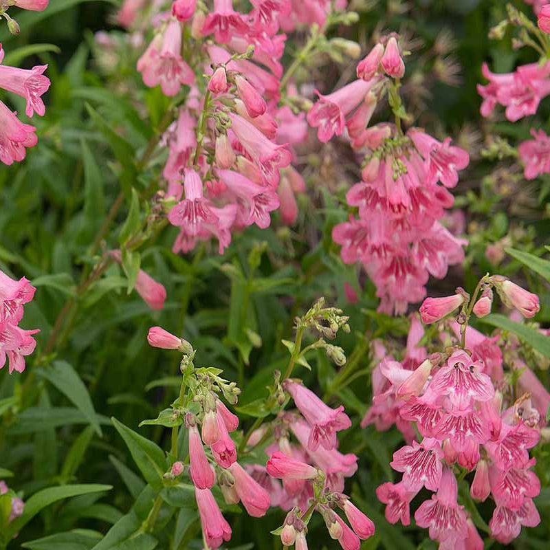 Pink Penstemon plant