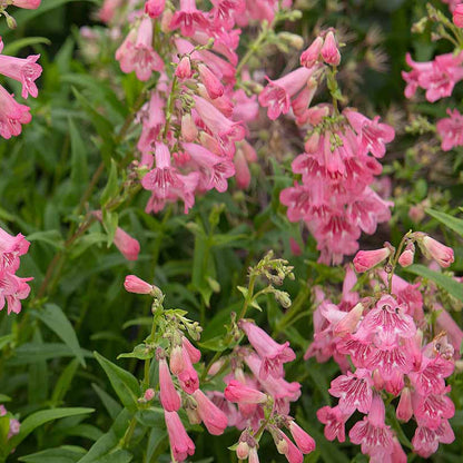 Pink Penstemon plant