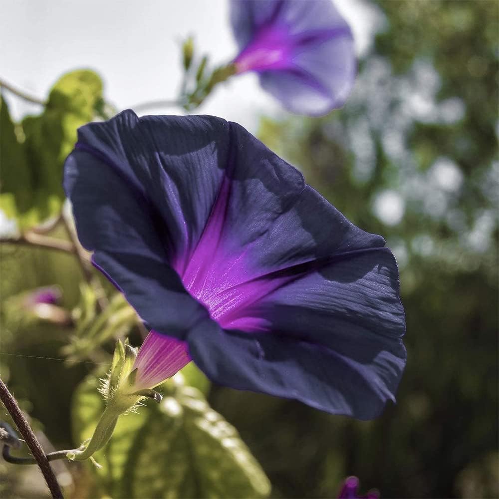 Black Morning Glory plant