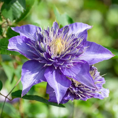 Dark Purple Clematis plant