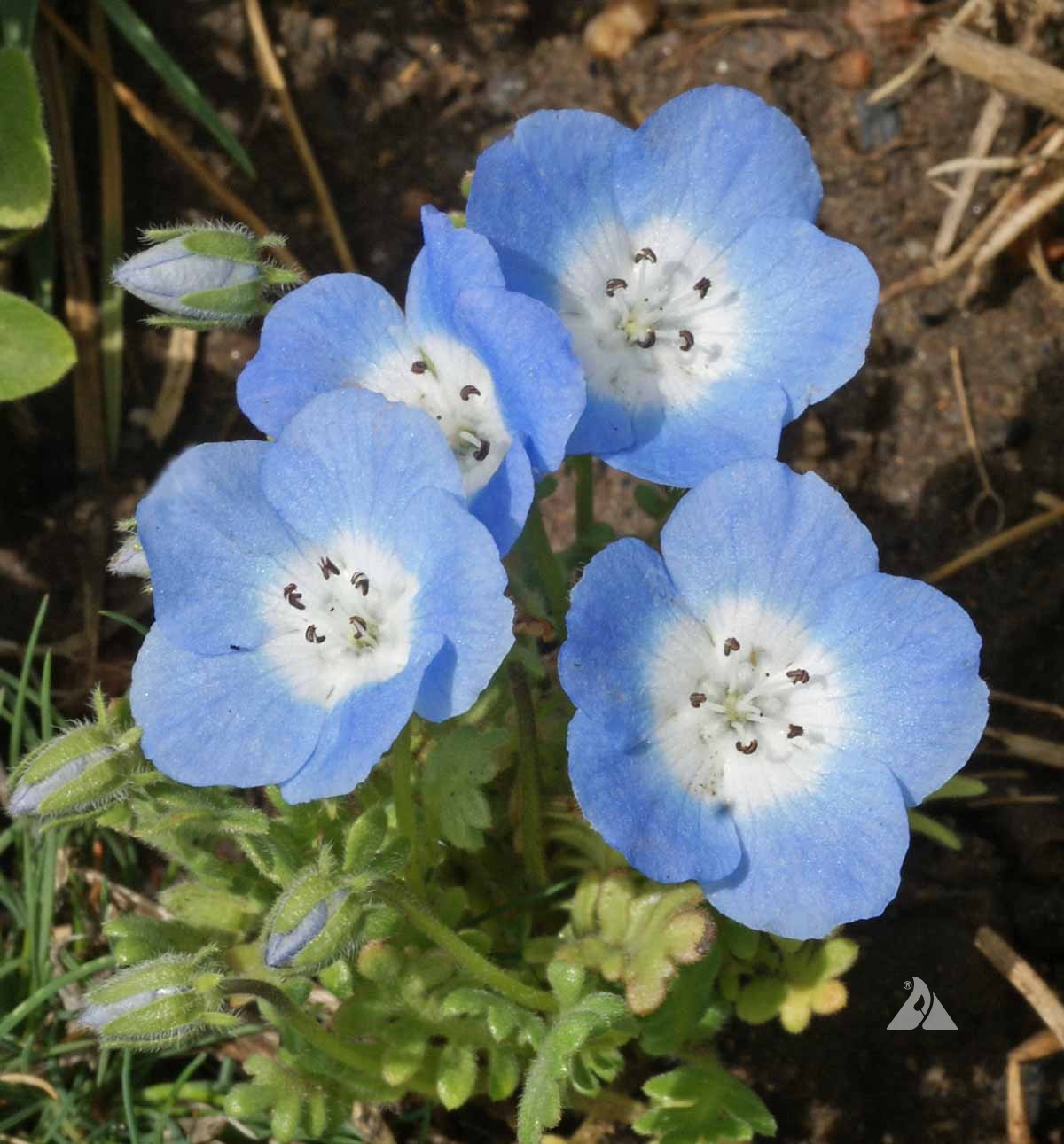 Blue Eyes Nemophila plant