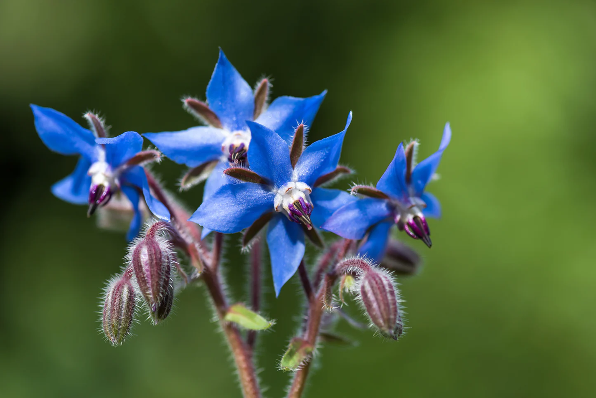 Edible Blue Borage plant