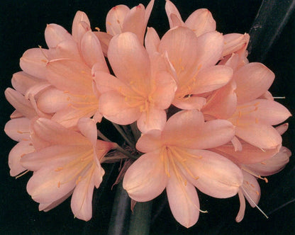 Pink Clivia Miniata plant