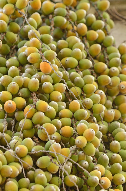 Brahea Armata plant