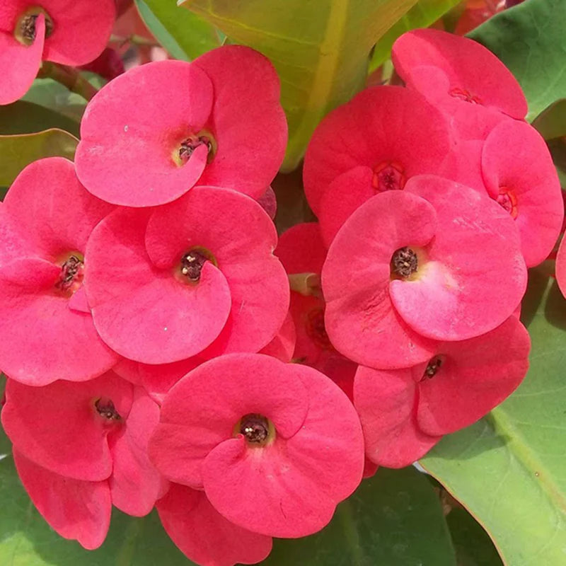 Milii flower seeds