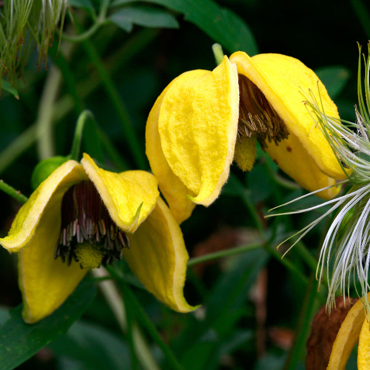 Golden Tangutica Clematis plant