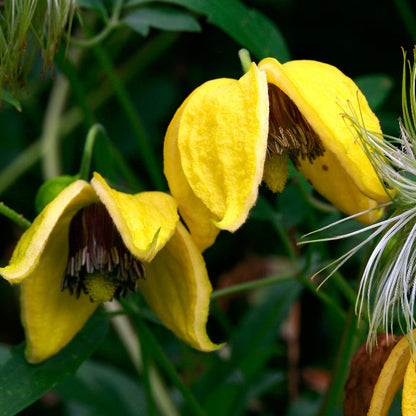 Golden Tangutica Clematis plant