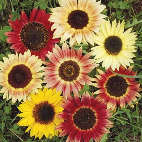 Evening Colors Sunflower plant