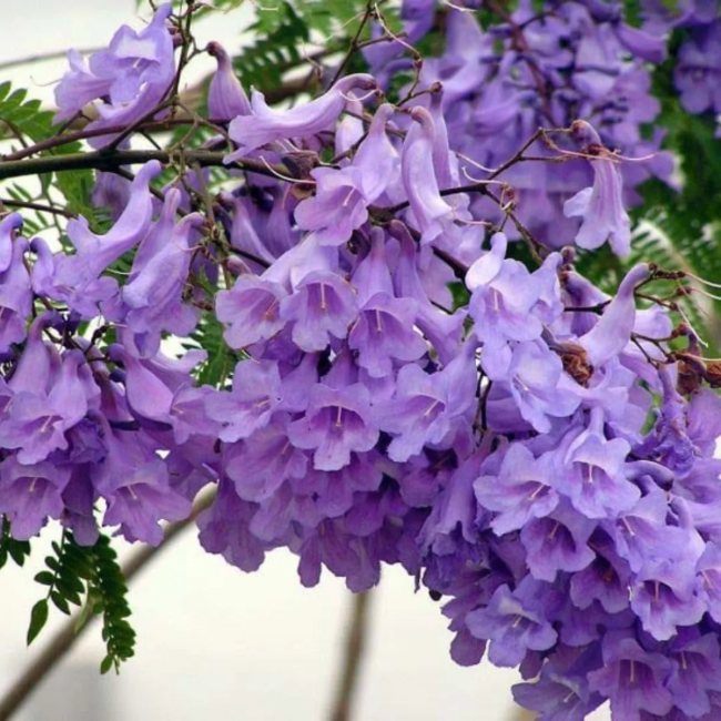 Mimosifolia Jacaranda plant