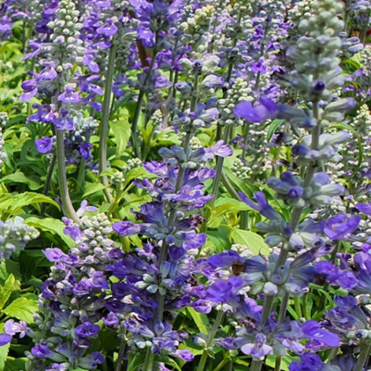 Skullcap Scutellaria Incana plant