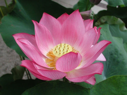 Root Lotus plant