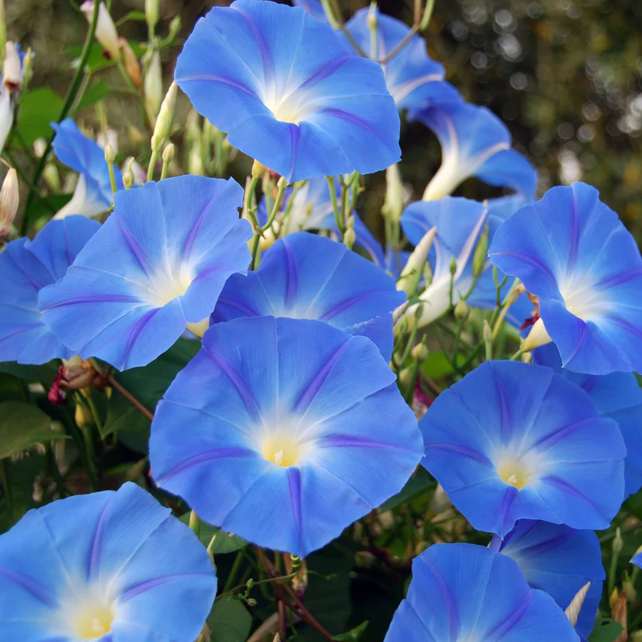 Blue Morning Glory plant