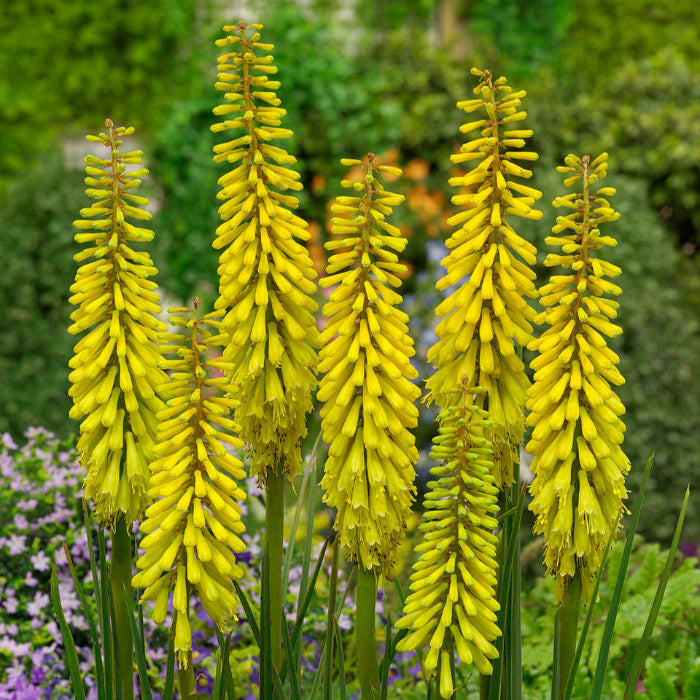 Yellow Hot Poker plant
