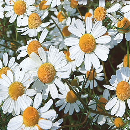 German Chamomile Chamomile plant