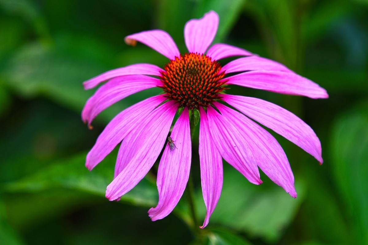 Swan Pink Cone plant