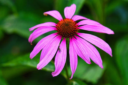 Swan Pink Cone plant