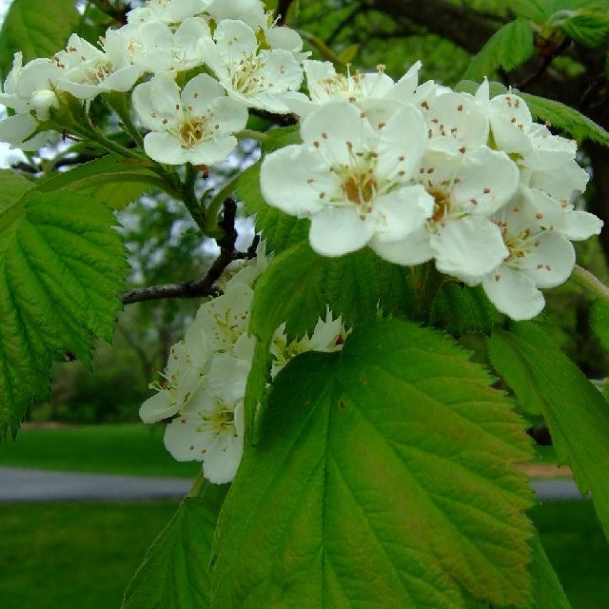 Downy Hawthorn plant