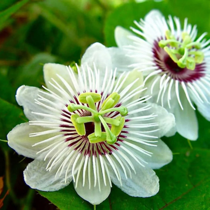 Alba Passiflora Foetida plant