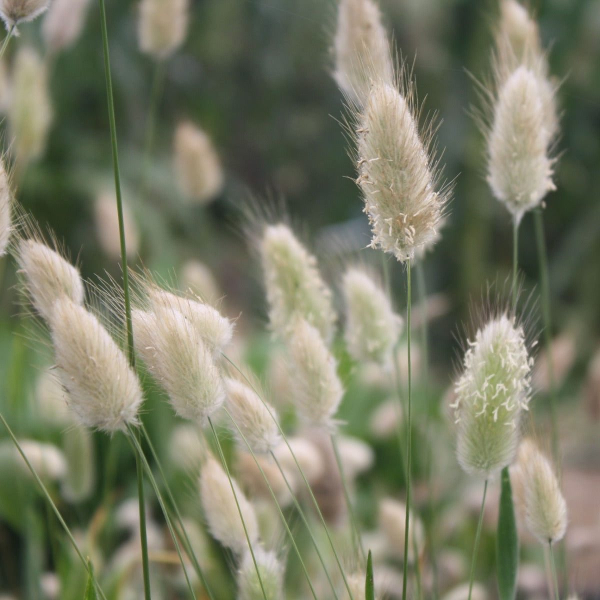 Grass Lagurus Ovatus plant