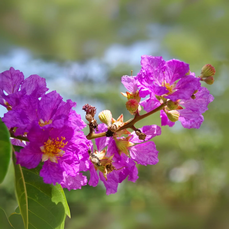 Pink Crape Myrtle plant