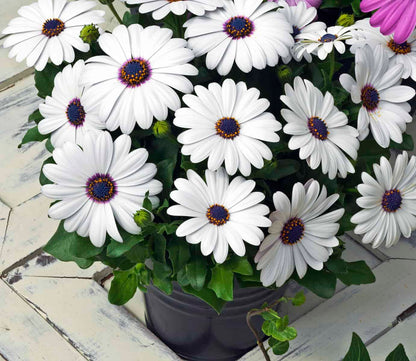 African Daisy plant