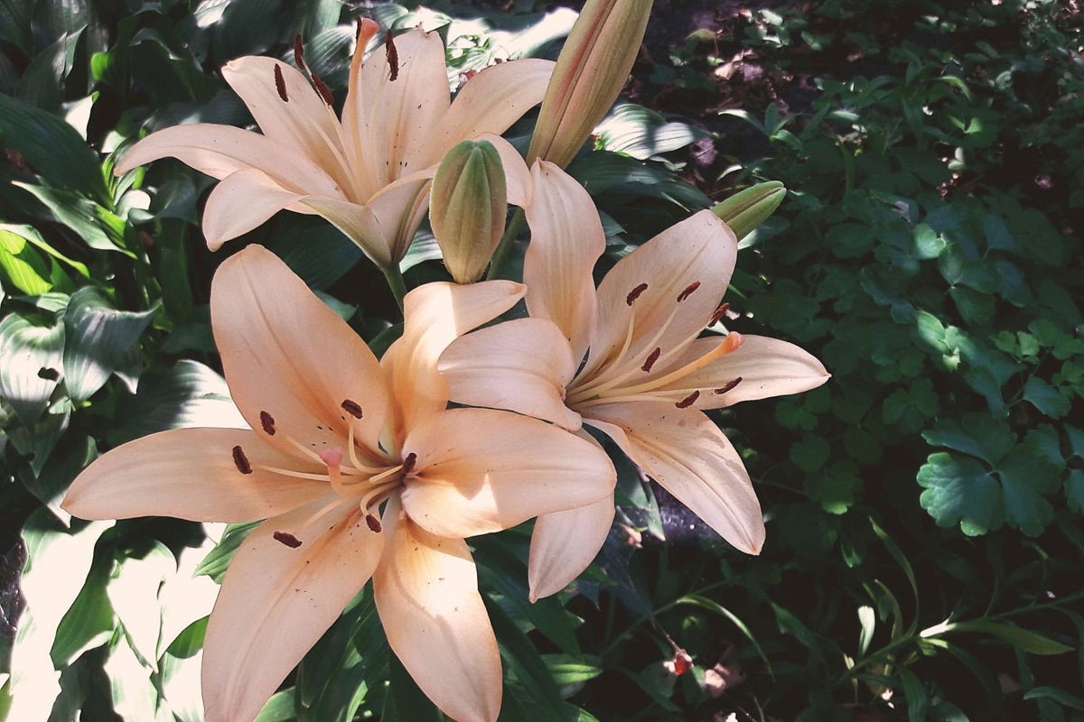 Easter Lily Vine plant