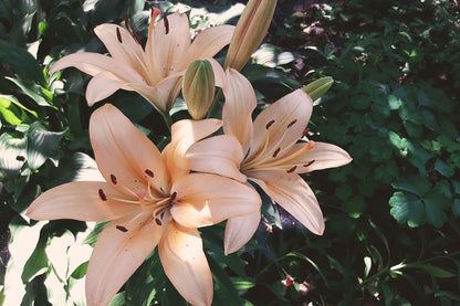 Easter Lily Vine plant