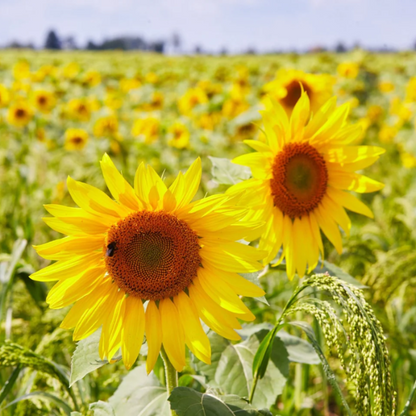 Peredovik Sunflower plant