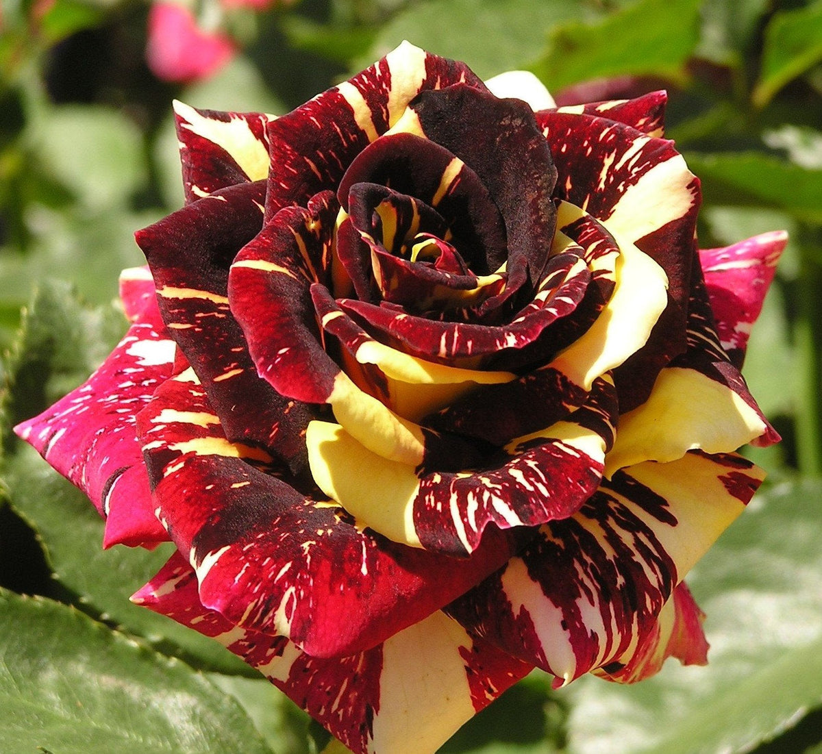 Abracadabra rose flowers