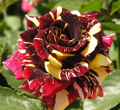Abracadabra rose flowers