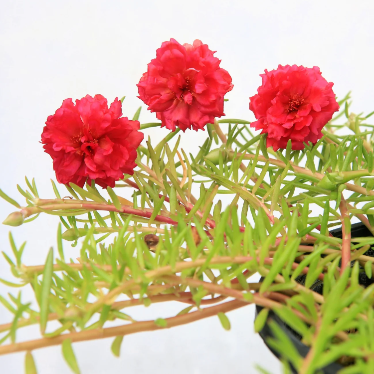Red Portulaca Grandiflora plant